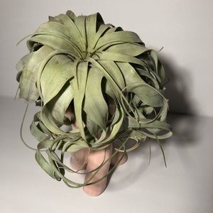 Tillandsia Xerographica + Free Ionantha